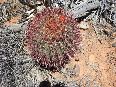Ferocactus gracilis, photographed by James M. Maley