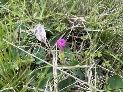 Oxalis purpurea, photographed by Dylan Wishart
