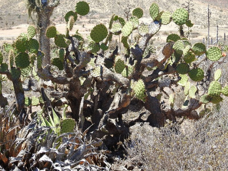 Opuntia clarkiorum, photographed by James M. Maley