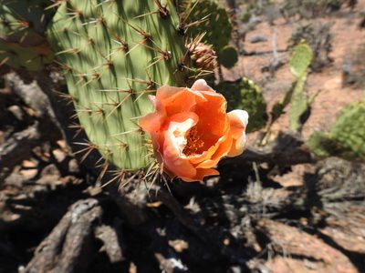 Opuntia clarkiorum, photographed by James M. Maley