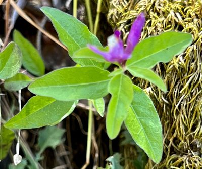 Rhinotropis californica, photographed by Chuck Wilson