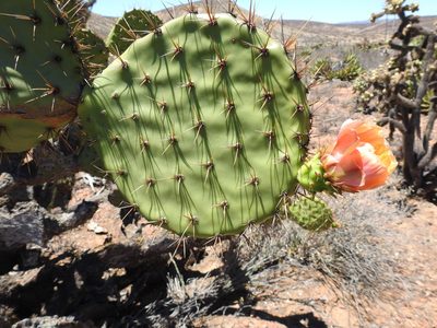 Opuntia clarkiorum, photographed by James M. Maley