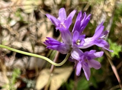 Dichelostemma congestum, photographed by Chuck Wilson