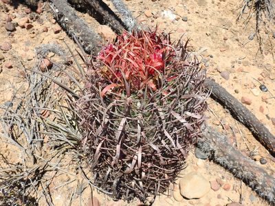 Ferocactus gracilis, photographed by James M. Maley
