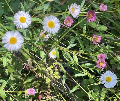 Erigeron karvinskianus, photographed by Chuck Wilson