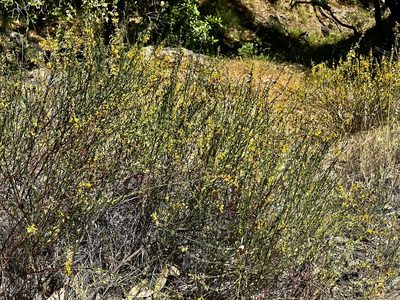 Acmispon glaber, photographed by Chuck Wilson