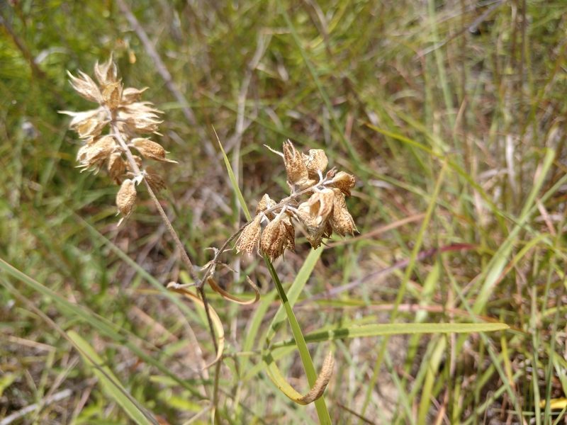 Pediomelum cyphocalyx, photographed by Cleveland Powell