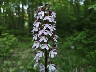 Orchis purpurea, photographed by Jens-Christian Svenning