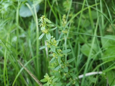Cruciata glabra, photographed by Jens-Christian Svenning