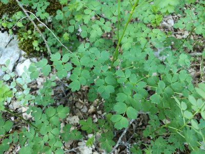 Thalictrum minus, photographed by Jens-Christian Svenning