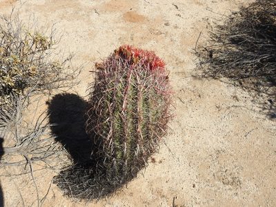 Ferocactus gracilis, photographed by James M. Maley