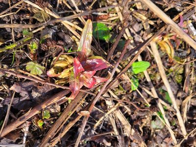 Epilobium hirsutum, photographed by Dmitriy Bochkov