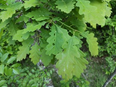 Quercus petraea, photographed by Jens-Christian Svenning