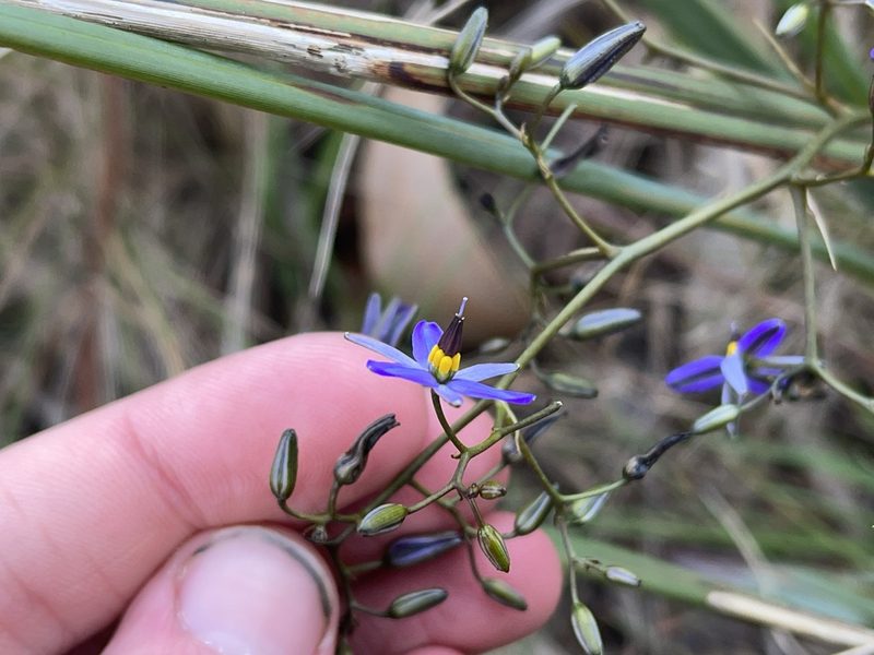 Dianella revoluta, photographed by Dylan Wishart