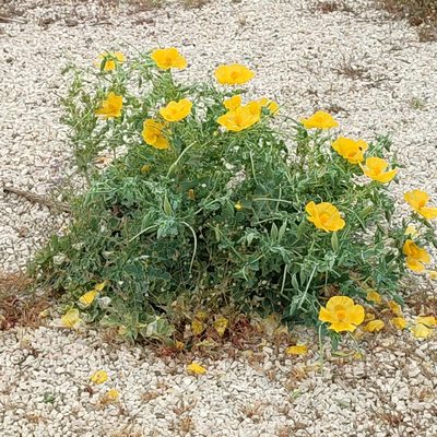Glaucium flavum, photographed by Quentin Groom