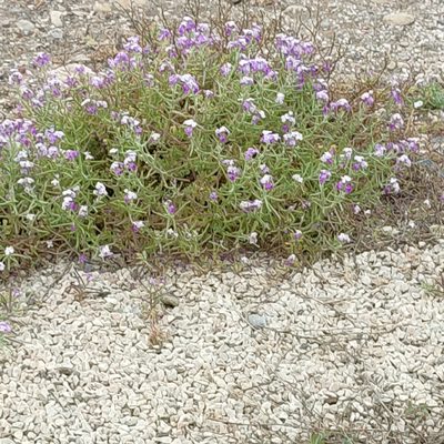 Matthiola tricuspidata, photographed by Quentin Groom