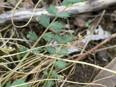 Acaena echinata, photographed by Dylan Wishart