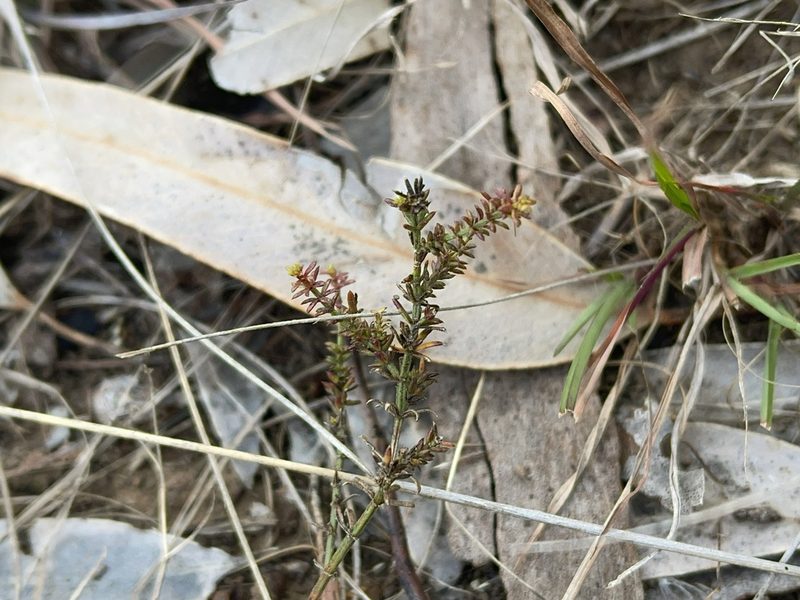 Hydrogalium confertum, photographed by Dylan Wishart