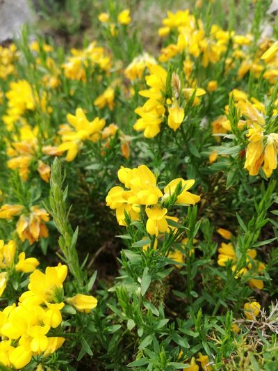 Genista hispanica, photographed by manu_de_pedro
