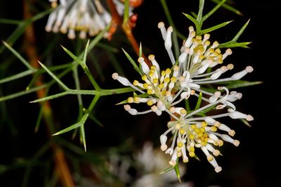 Hakea lissocarpha, photographed by Cal Wood