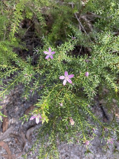 Philotheca salsolifolia, photographed by Thomas Mesaglio