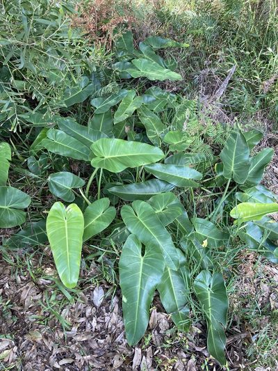 Philodendron sagittifolium, photographed by Thomas Mesaglio