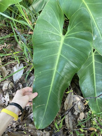 Philodendron sagittifolium, photographed by Thomas Mesaglio