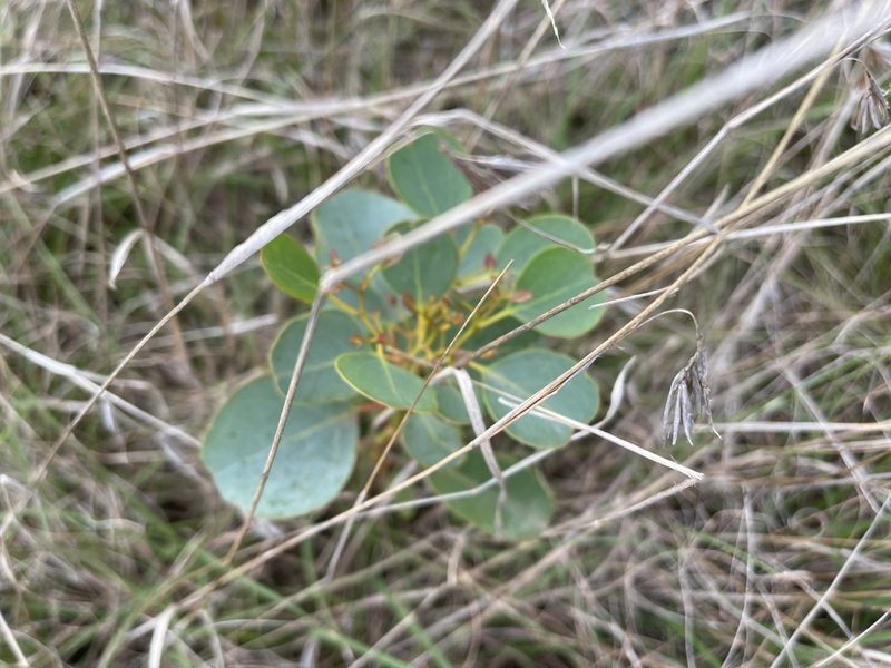 Eucalyptus cladocalyx, photographed by Dylan Wishart