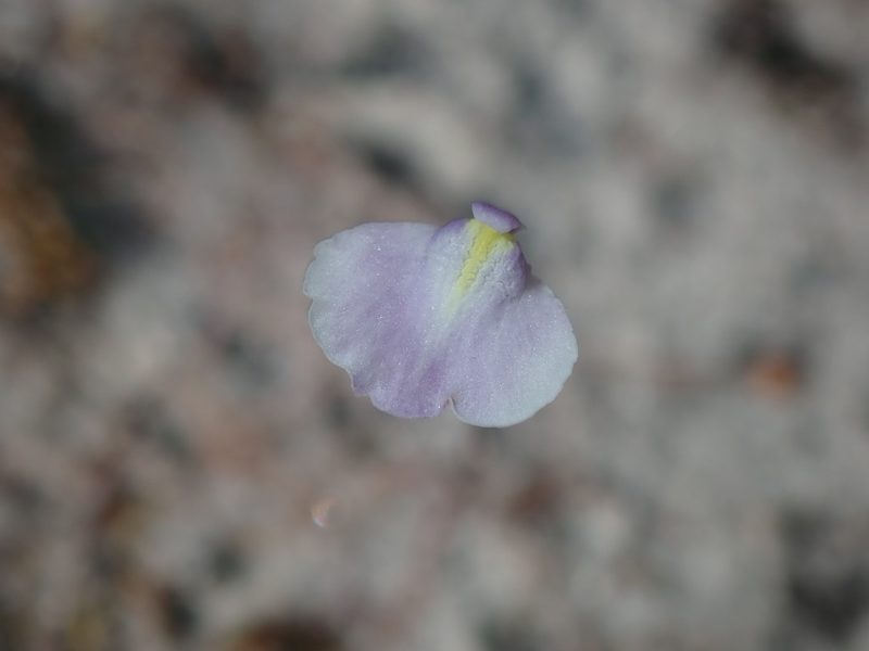 Utricularia lateriflora, photographed by Thomas Mesaglio