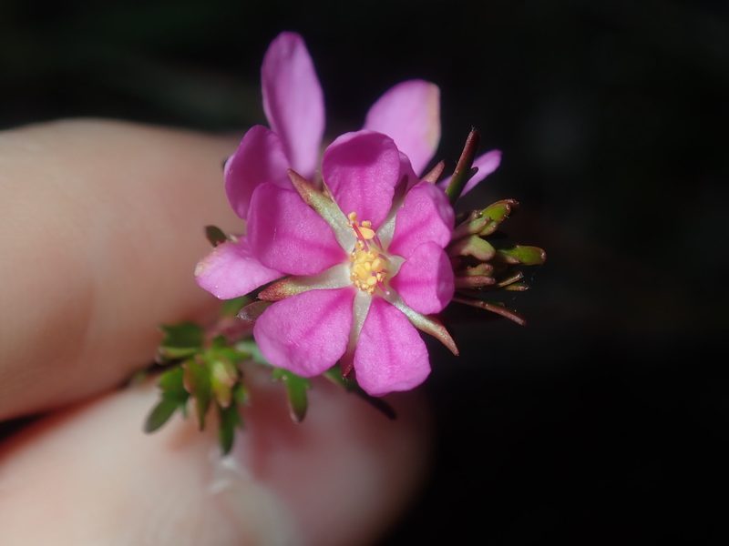 Bauera capitata, photographed by Thomas Mesaglio