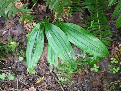 Scoliopus bigelovii, photographed by Drew Meyer