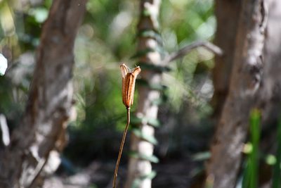 Lilium formosanum, photographed by Thomas Mesaglio