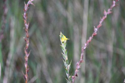 Philydrum lanuginosum, photographed by Thomas Mesaglio