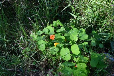 Tropaeolum majus, photographed by Thomas Mesaglio