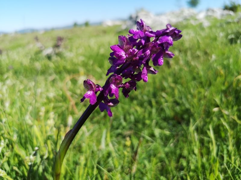 Anacamptis morio, photographed by Jens-Christian Svenning