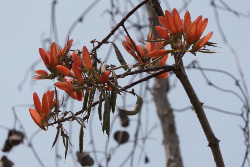 Erythrina suberosa, photographed by Dinesh Valke