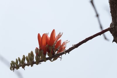 Erythrina suberosa, photographed by Dinesh Valke