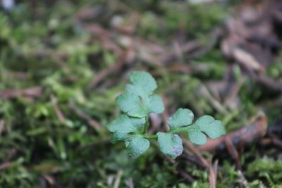 Sceptridium multifidum, photographed by Tatiana Strus