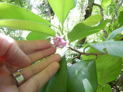 Ardisia elliptica, photographed by Jon Sullivan