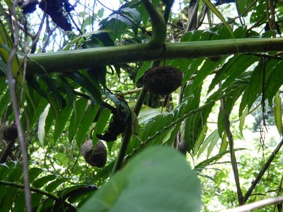 Dioscorea bulbifera, photographed by Jon Sullivan
