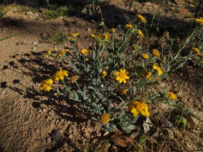 Glebionis segetum, photographed by carnifex