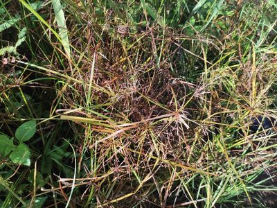 Cyperus iria, photographed by Augustin Soulard
