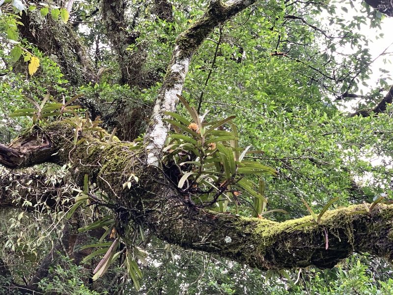 Acampe praemorsa, photographed by Divya Mudappa