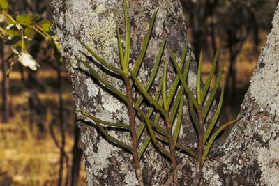 Tridactyle tridentata, photographed by i_c_riddell