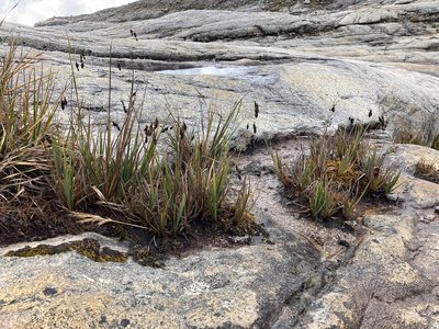 Carex pichinchensis, photographed by Fabien Anthelme