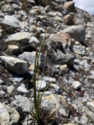 Carex pichinchensis, photographed by Fabien Anthelme