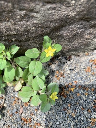 Lysimachia japonica, photographed by 岸本年郎