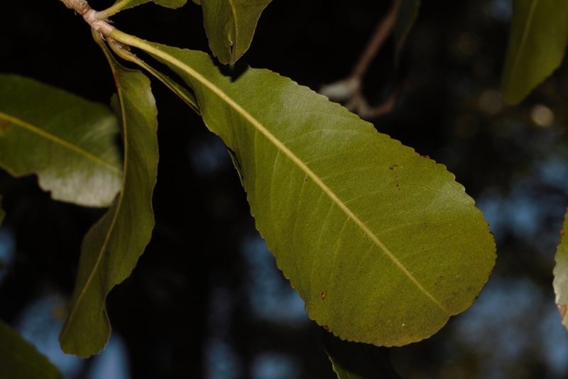 Ochna schweinfurthiana, photographed by i_c_riddell