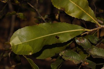 Ochna schweinfurthiana, photographed by i_c_riddell