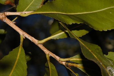 Ochna schweinfurthiana, photographed by i_c_riddell